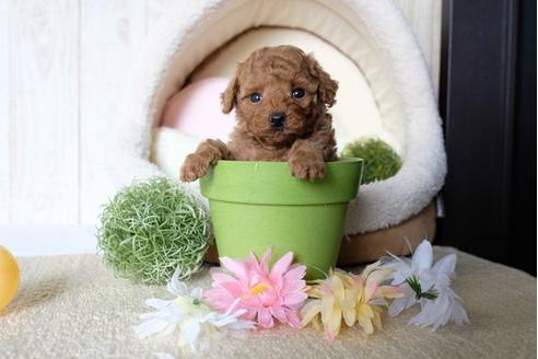 成約済の滋賀県のトイプードル-73917の1枚目