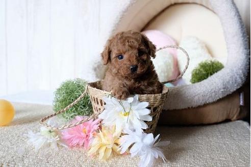 成約済の滋賀県のトイプードル-73917の2枚目