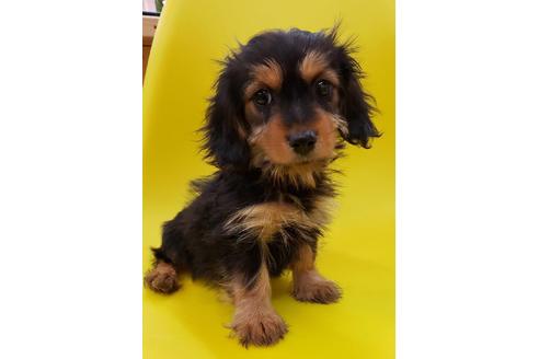 成約済の大阪府のミックス犬-73921