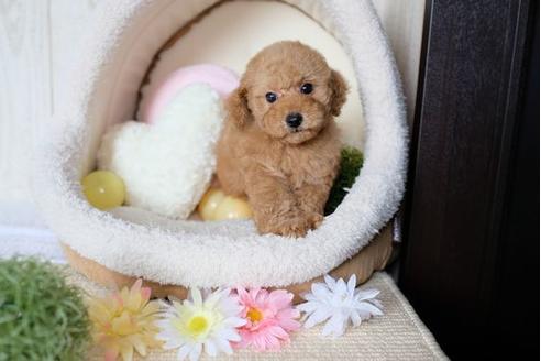 成約済の滋賀県のトイプードル-72405