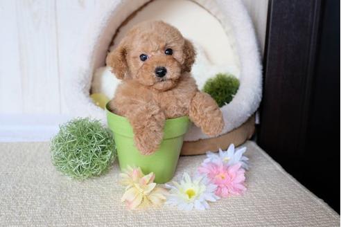 成約済の滋賀県のトイプードル-72405の4枚目