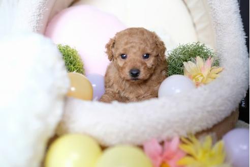 成約済の滋賀県のトイプードル-72405の2枚目