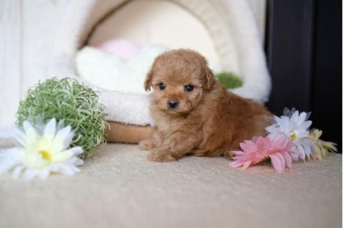 成約済の滋賀県のトイプードル-73759