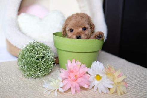 成約済の滋賀県のトイプードル-73759の3枚目