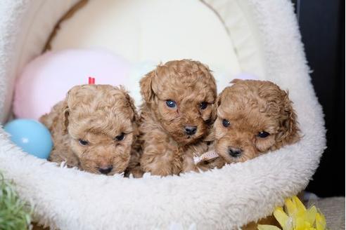 成約済の滋賀県のトイプードル-73759の2枚目