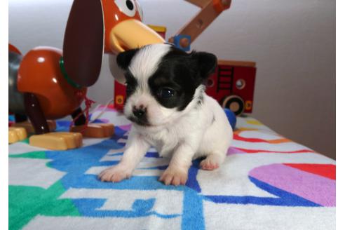 成約済の茨城県のチワワ(ロングコート)-73929の4枚目