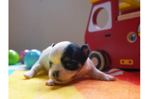 成約済の茨城県のチワワ(ロングコート)-73930の3枚目