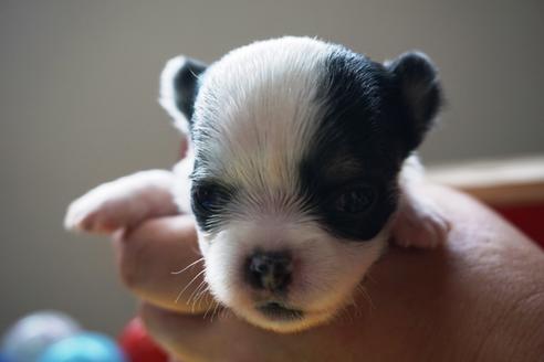 成約済の茨城県のチワワ(ロングコート)-73930の2枚目