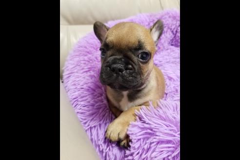 成約済の愛知県のフレンチブルドッグ-72067の6枚目