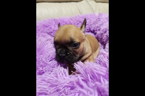 成約済の愛知県のフレンチブルドッグ-72067の5枚目