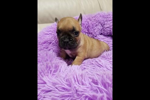 成約済の愛知県のフレンチブルドッグ-72067の4枚目