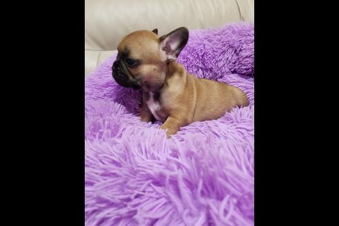 成約済の愛知県のフレンチブルドッグ-72067の3枚目