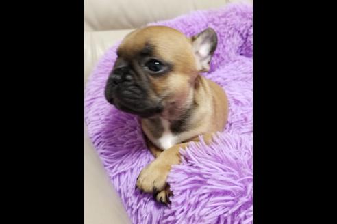 成約済の愛知県のフレンチブルドッグ-72067の2枚目