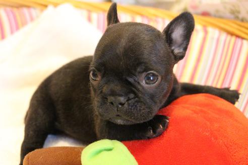 成約済の愛知県のフレンチブルドッグ-72085の18枚目
