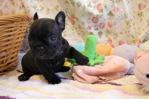 成約済の愛知県のフレンチブルドッグ-72085の17枚目