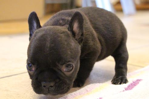成約済の愛知県のフレンチブルドッグ-72085の15枚目