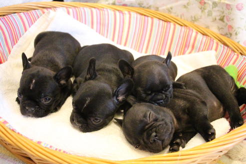 成約済の愛知県のフレンチブルドッグ-72085の14枚目