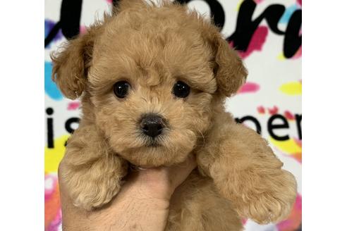 成約済の静岡県のタイニープードル-73947の2枚目
