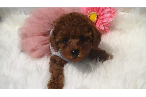 成約済の福岡県のタイニープードル-70911の6枚目