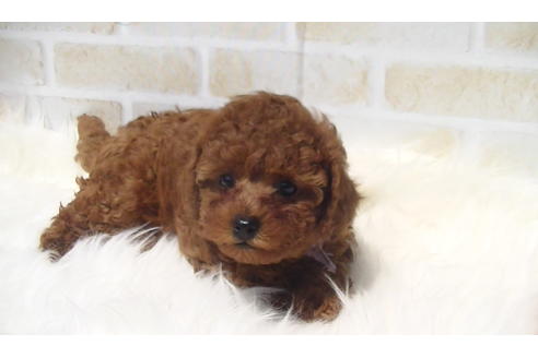 成約済の福岡県のタイニープードル-70911の5枚目