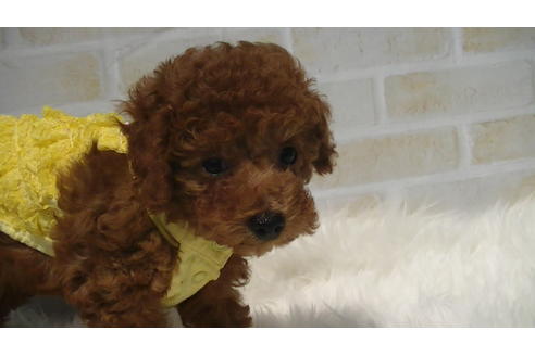 成約済の福岡県のタイニープードル-70256