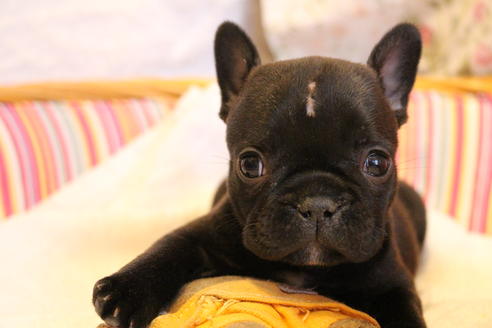 成約済の愛知県のフレンチブルドッグ-72083の7枚目