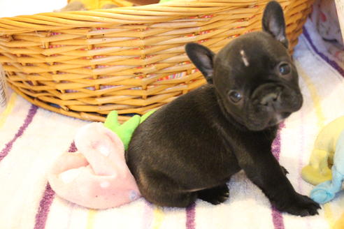 成約済の愛知県のフレンチブルドッグ-72083の6枚目