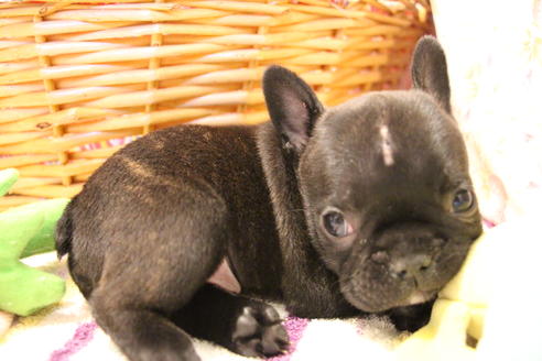 成約済の愛知県のフレンチブルドッグ-72083の5枚目