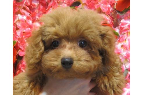 成約済の茨城県のトイプードル-73971の1枚目