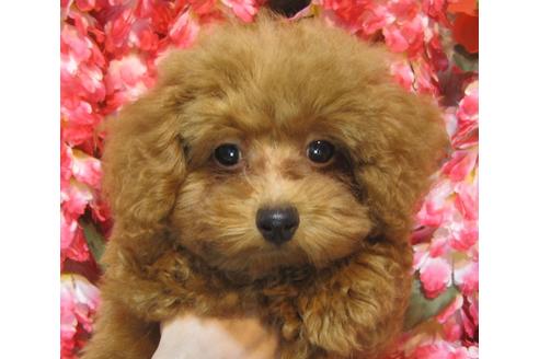 成約済の茨城県のトイプードル-73971の3枚目