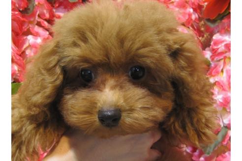 成約済の茨城県のトイプードル-73971の2枚目