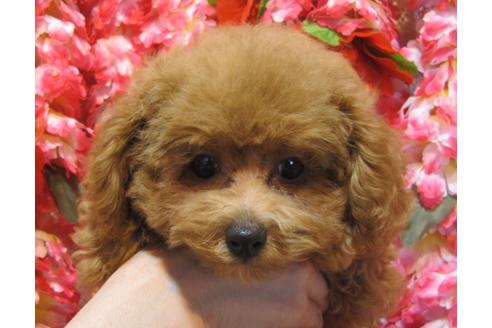 成約済の茨城県のトイプードル-73972の1枚目