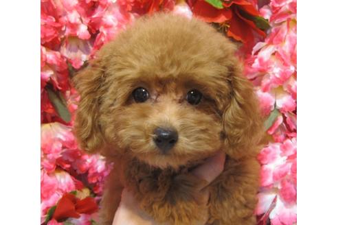 成約済の茨城県のトイプードル-73972の3枚目