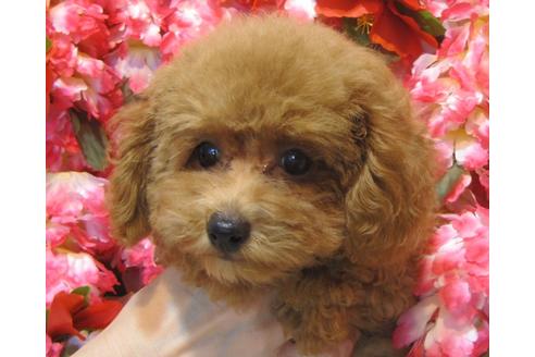 成約済の茨城県のトイプードル-73972の2枚目