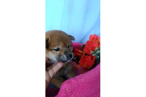 成約済の鹿児島県の柴犬-73978の2枚目