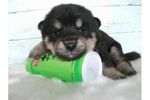 成約済の埼玉県の柴犬-73990の4枚目