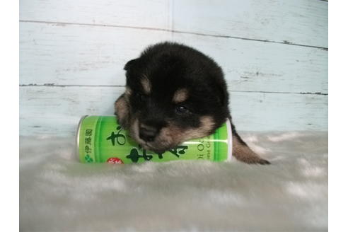 成約済の埼玉県の柴犬-73990の2枚目