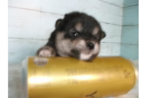 成約済の埼玉県の柴犬-73991の5枚目