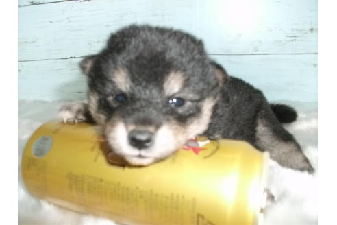成約済の埼玉県の柴犬-73991の4枚目