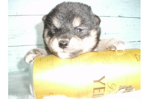 成約済の埼玉県の柴犬-73991の3枚目