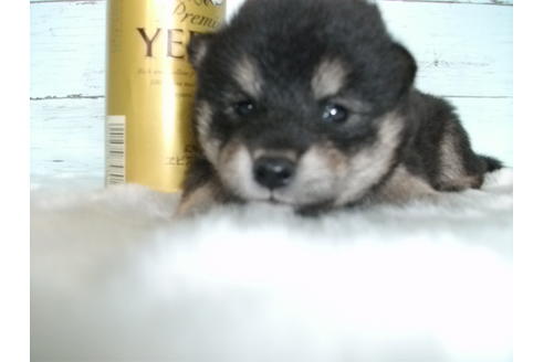 成約済の埼玉県の柴犬-73991の2枚目