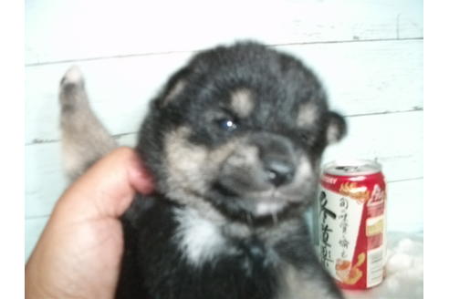 成約済の埼玉県の柴犬-73992の1枚目