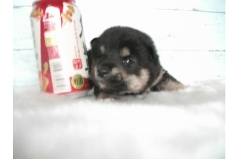 成約済の埼玉県の柴犬-73992の4枚目