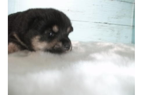 成約済の埼玉県の柴犬-73992の2枚目