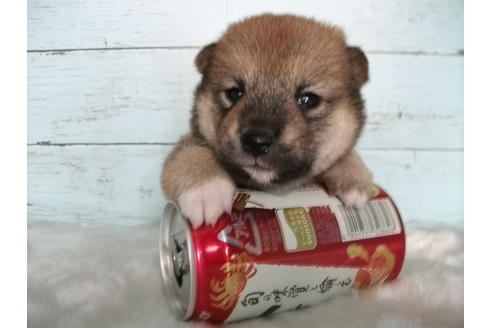成約済の埼玉県の柴犬-73993の1枚目