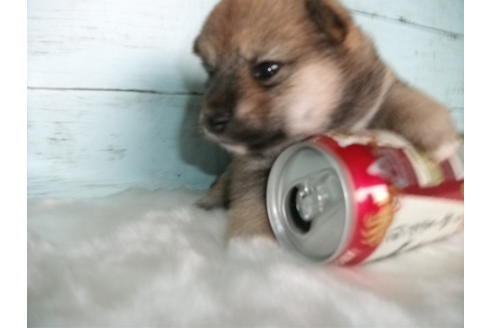 成約済の埼玉県の柴犬-73993の6枚目