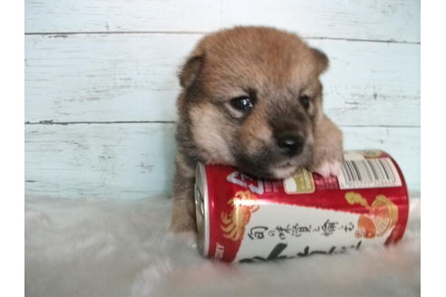 成約済の埼玉県の柴犬-73993の5枚目