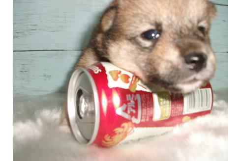 成約済の埼玉県の柴犬-73993の4枚目
