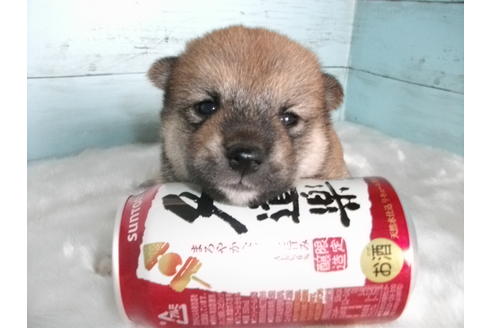 成約済の埼玉県の柴犬-73993の3枚目