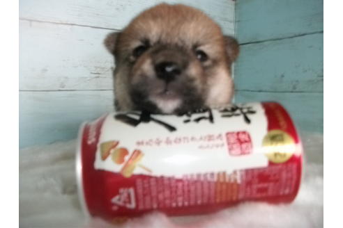 成約済の埼玉県の柴犬-73993の2枚目